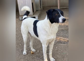 Grecco, geb. ca. 11/2022, lebt in GRIECHENLAND, im städt. Tierheim Serres