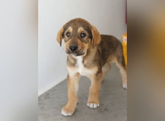 Kuba, geb. ca. 12/2025, lebt in GRIECHENLAND, auf einer privaten Pflegestelle