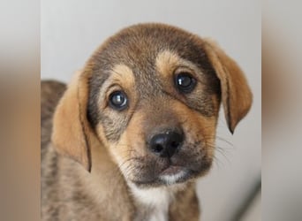 Kuba, geb. ca. 12/2025, lebt in GRIECHENLAND, auf einer privaten Pflegestelle