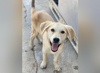 Shaggy, geb. ca. 04/2025, lebt in GRIECHENLAND, im städt. Tierheim Serres