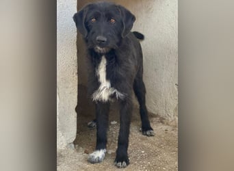 Erebus, geb. ca. 01/2025, lebt in GRIECHENLAND, im städt. Tierheim Serres