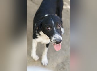 Piko, geb. ca. 01/2025, lebt in GRIECHENLAND, auf einer privaten Pflegestelle