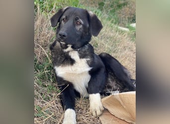 Esko, geb. ca. 09/2024, lebt in GRIECHENLAND, im städt. Tierheim Serres