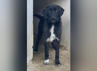 Erebus, geb. ca. 01/2025, lebt in GRIECHENLAND, im städt. Tierheim Serres