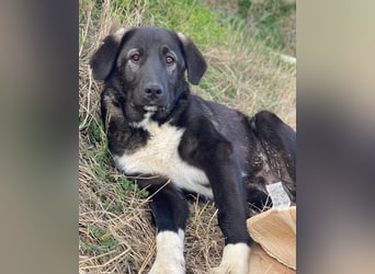 Esko, geb. ca. 09/2024, lebt in GRIECHENLAND, im städt. Tierheim Serres