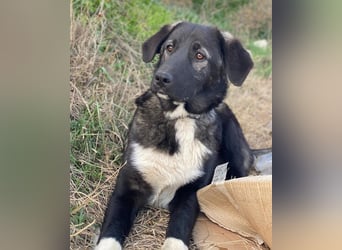 Esko, geb. ca. 09/2024, lebt in GRIECHENLAND, im städt. Tierheim Serres