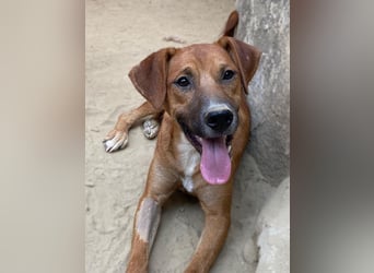 Hunter, geb. ca. 02/2025, lebt in GRIECHENLAND, auf einer privaten Pflegestelle