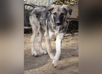 Erwin, geb. ca. 05/2024, lebt in GRIECHENLAND, im städt. Tierheim Serres