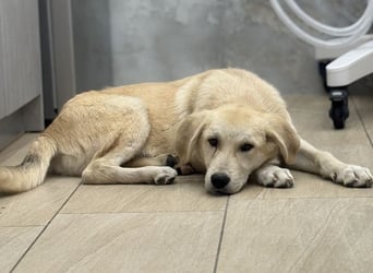 Shaggy, geb. ca. 04/2025, lebt in GRIECHENLAND, im städt. Tierheim Serres