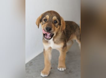 Kuba, geb. ca. 12/2025, lebt in GRIECHENLAND, auf einer privaten Pflegestelle