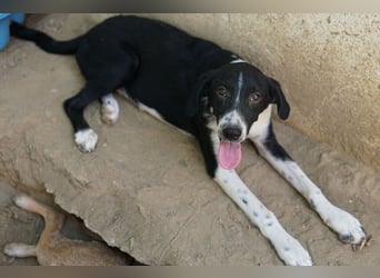 Piko, geb. ca. 01/2025, lebt in GRIECHENLAND, auf einer privaten Pflegestelle