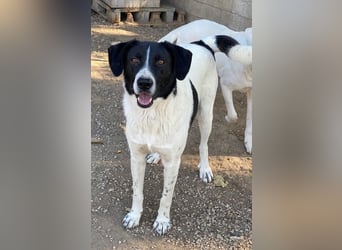 Grecco, geb. ca. 11/2022, lebt in GRIECHENLAND, im städt. Tierheim Serres