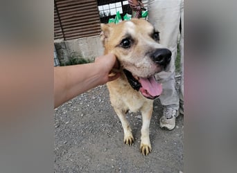 Olli ein Senior für Senioren