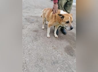 Olli ein Senior für Senioren