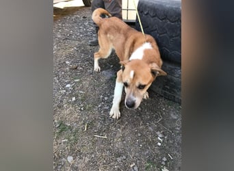 Olli ein Senior für Senioren