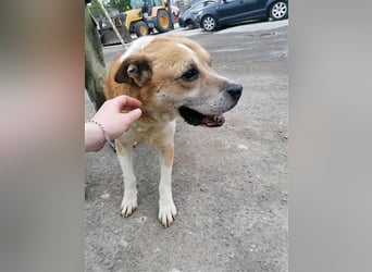 Olli ein Senior für Senioren