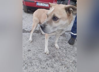 Olli ein Senior für Senioren