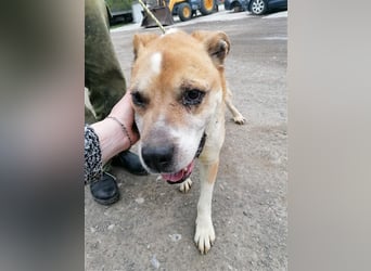 Olli ein Senior für Senioren