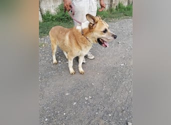 Olli ein Senior für Senioren