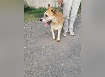 Olli ein Senior für Senioren