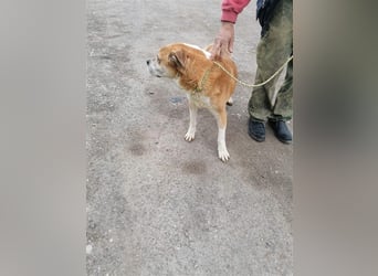 Olli ein Senior für Senioren