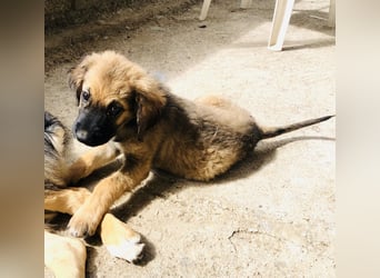 George der gechillte Mischlingsjunge