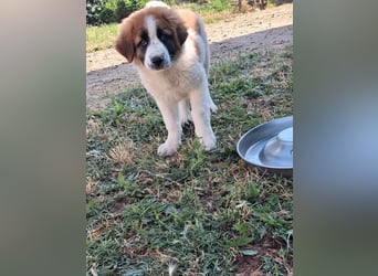 Souveräner Leonidas sucht sein Zuhause