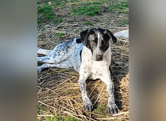 Zarte Pointermix Hündin Aira hofft auf ein Weihnachtswunder