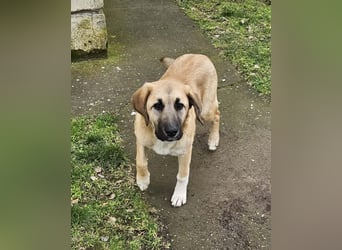 Hübsche Mischlingshündin Brownie