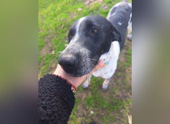 Zarte Pointermix Hündin Aira hofft auf ein Weihnachtswunder