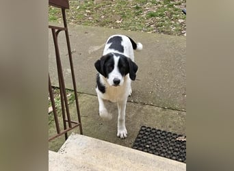 White - fröhlicher Mix sucht sein Zuhause