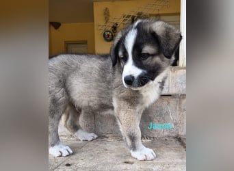 Jason - griechischer Mix sucht liebevolles Zuhause