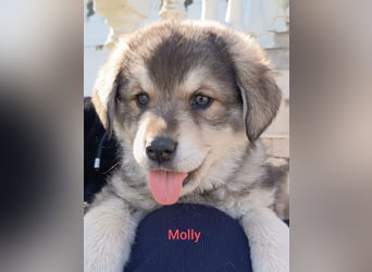 Fröhliche Knutschkugel Molly