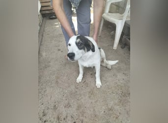 Menschenbezogene Voula sucht ihre Familie