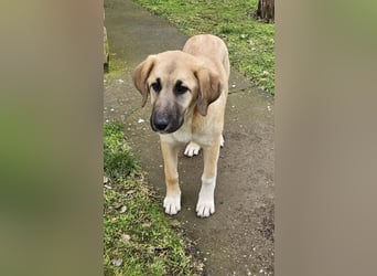 Hübsche Mischlingshündin Brownie