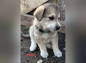 Volle Lebensfreude auf 4 Pfoten - Maya