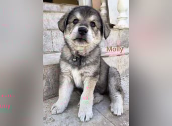 Fröhliche Knutschkugel Molly