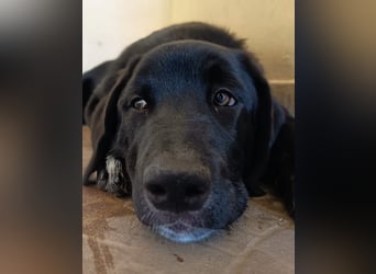 Black Luna - bezaubernder Mix sucht liebevolles Zuhause