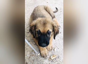 George der gechillte Mischlingsjunge