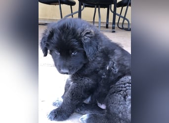 Ross - Rund und gemütlich sucht seine Familie