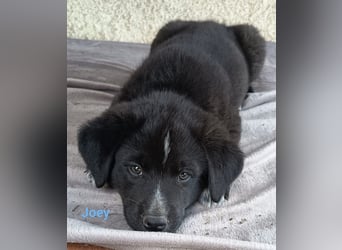 Pfiffikus Joey sucht seine Familie