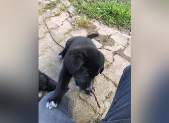 Pfiffikus Joey sucht seine Familie