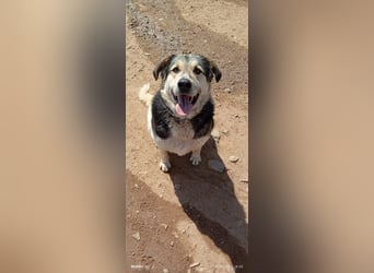 Sami - ein wunderbar liebevoller Hund sucht eine Familie