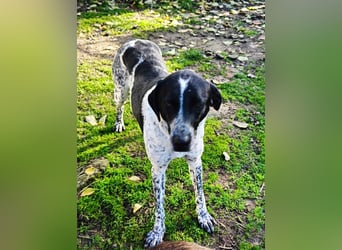 Zarte Pointermix Hündin Aira hofft auf ein Weihnachtswunder