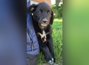 Black Luna - bezaubernder Mix sucht liebevolles Zuhause