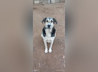 Sami - ein wunderbar liebevoller Hund sucht eine Familie