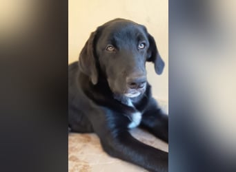 Black Luna - bezaubernder Mix sucht liebevolles Zuhause