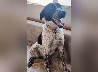 Zarte Pointermix Hündin Aira hofft auf ein Weihnachtswunder