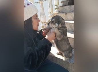 Fröhliche Knutschkugel Molly