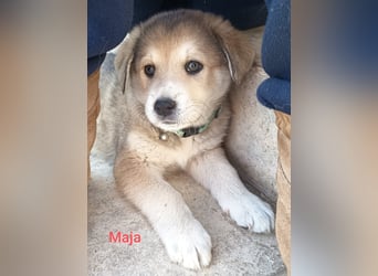 Volle Lebensfreude auf 4 Pfoten - Maya